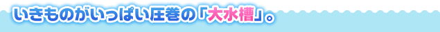 いきものがいっぱい圧巻の「大水槽」。